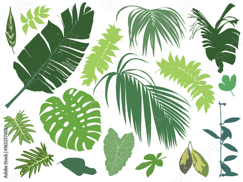 Set of tropical leaves