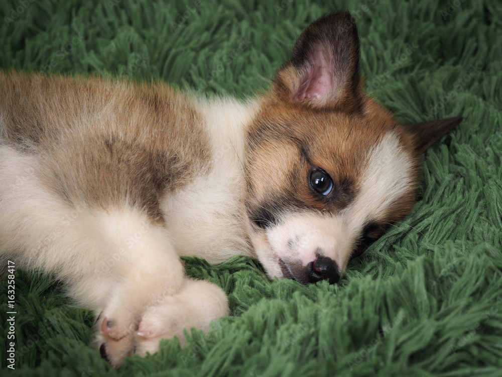 Cute little puppy lying on a green fluffy rug Cute little puppy lying on a green fluffy rug
