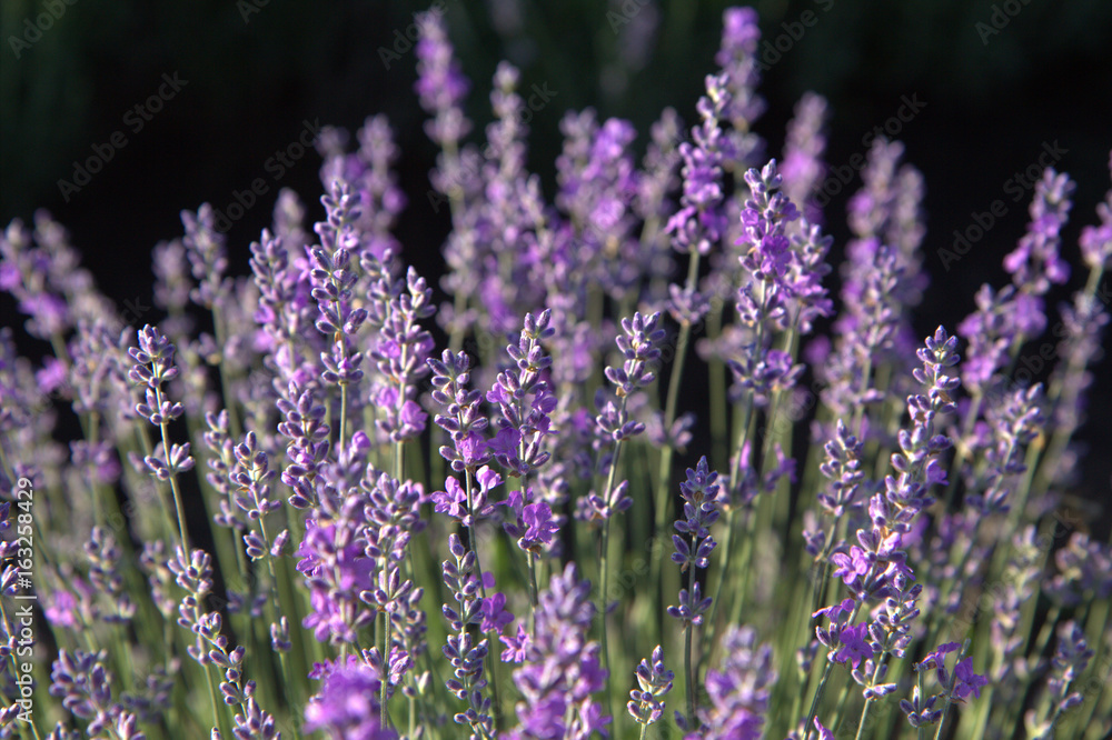 Stunning landscape with lavender field at sunset Stunning landscape with lavender field at sunset