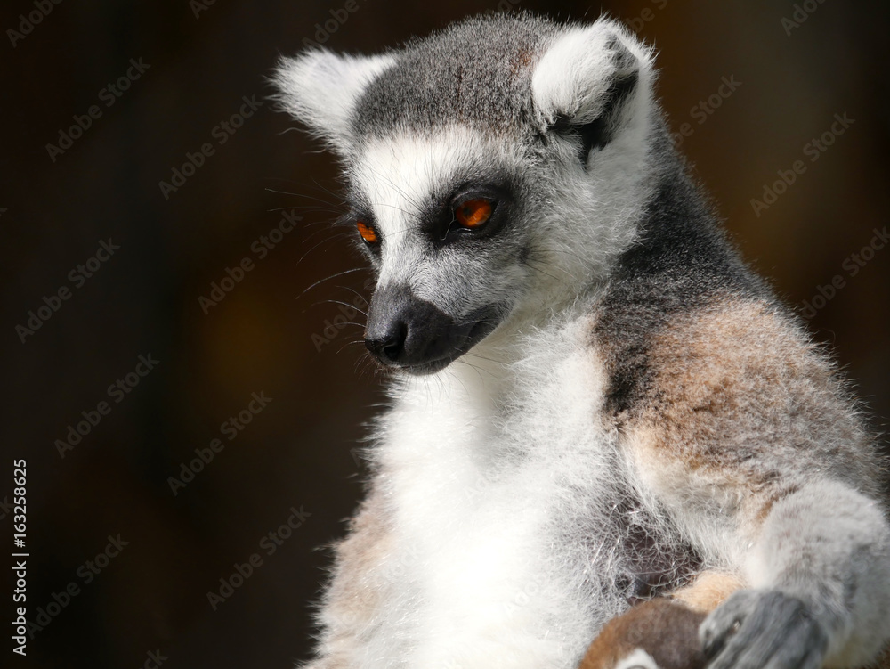 Obraz premium Lémur maki catta