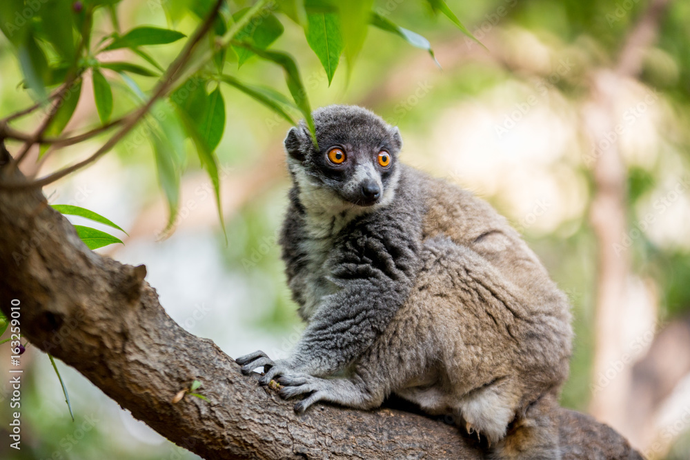 Obraz premium Lemur in a tree