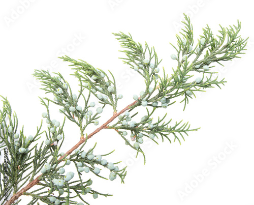 Branch of spruce on a white background