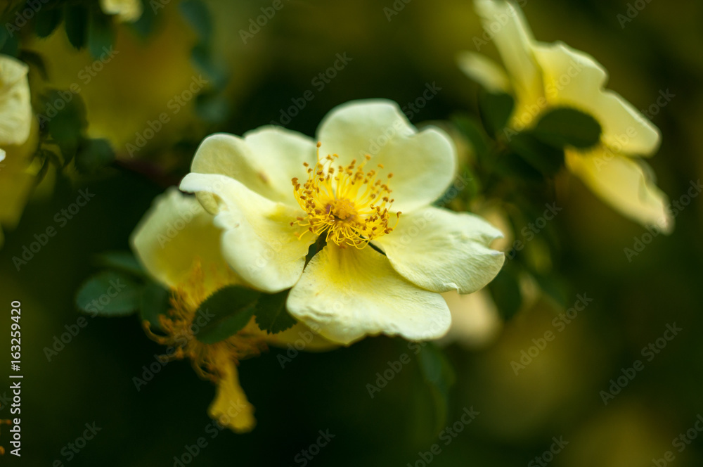 yellow flower tree close-up