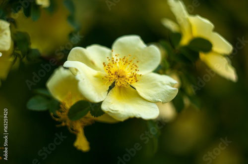 yellow flower tree close-up