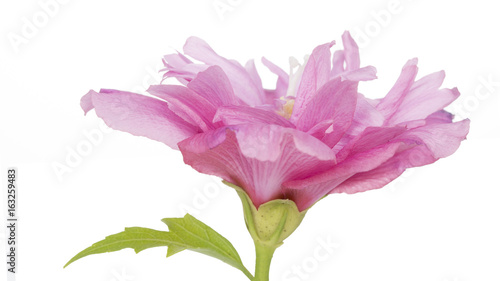 Fototapeta Naklejka Na Ścianę i Meble -  Fully developed hibiscus flower against white background