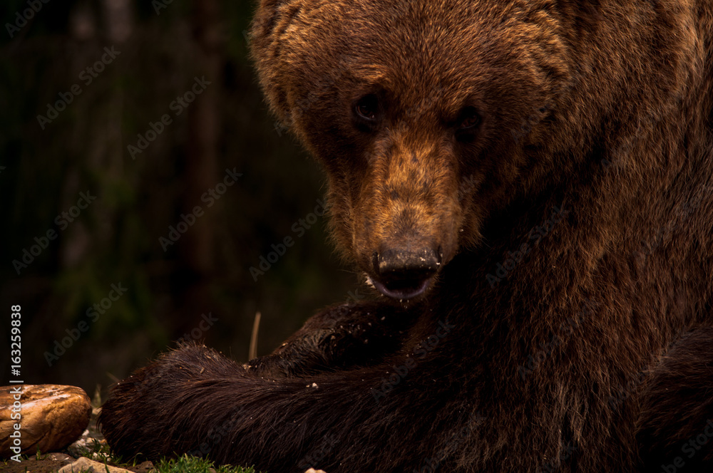 Brown bear (Ursus arctos) portrait in forest. Forest wildlife. Wild brown bear. Male bear. Bear face.