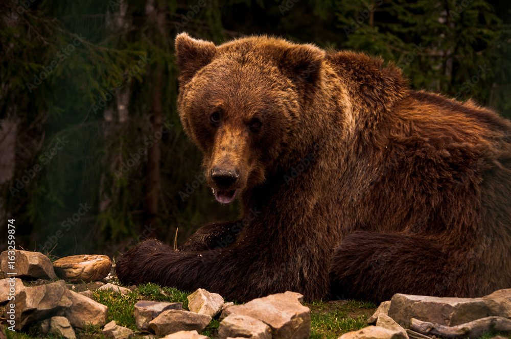 Brown bear (Ursus arctos) portrait in forest. Forest wildlife. Wild brown bear. Male bear. Bear face. Brown bear (Ursus arctos) portrait in forest. Forest wildlife. Wild brown bear. Male bear. Bear face.