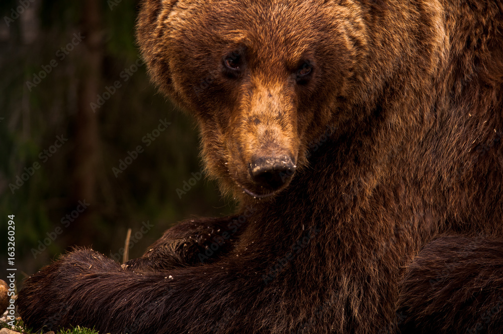 Brown bear (Ursus arctos) portrait in forest. Forest wildlife. Wild brown bear. Male bear. Bear face. Brown bear (Ursus arctos) portrait in forest. Forest wildlife. Wild brown bear. Male bear. Bear face.