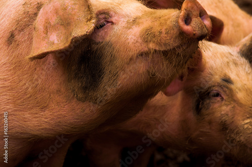 Pigs grazing outdoors in muddy farm field