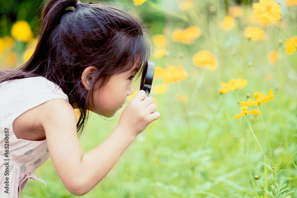 Asian little child girl looking through a magnifying glass on cosmos flower in the garden