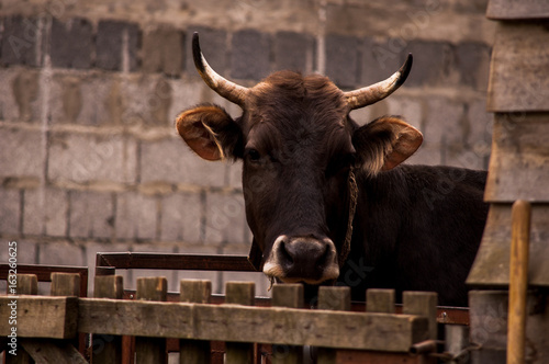 Black Angus crossbred cow standing behind a fence