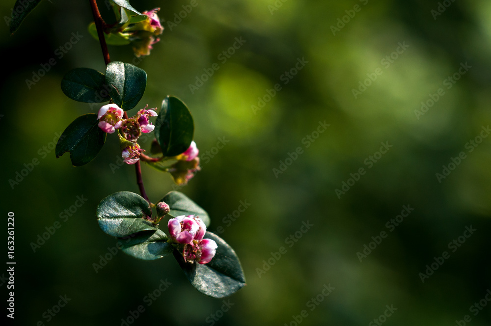 Small pink flowers and green leaves blank space for inscription Small pink flowers and green leaves blank space for inscription