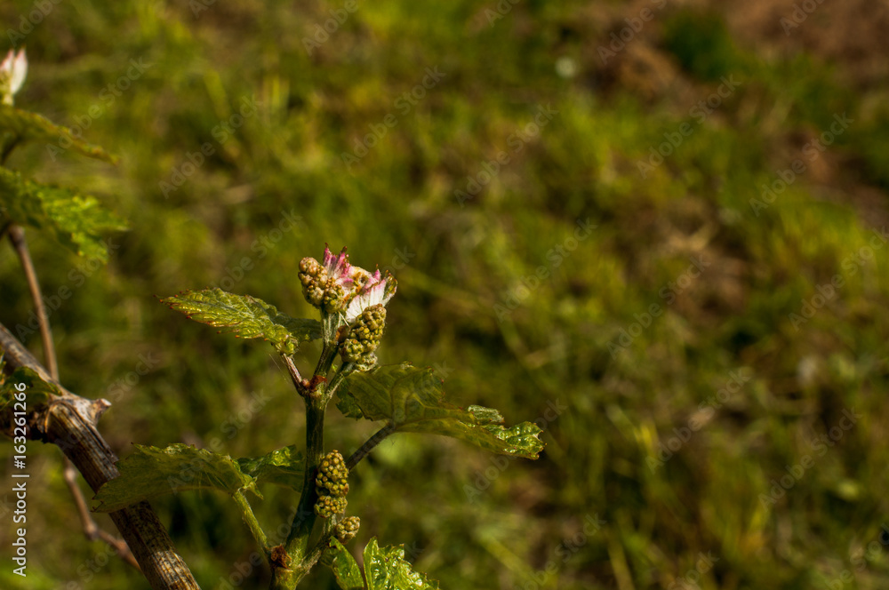 New growth budding out from grapevine Vineyard. New growth budding out from grapevine Vineyard.