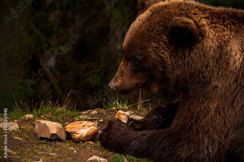 Brown bear (Ursus arctos) portrait in forest. Forest wildlife. Wild brown bear. Male bear. Bear face. photo