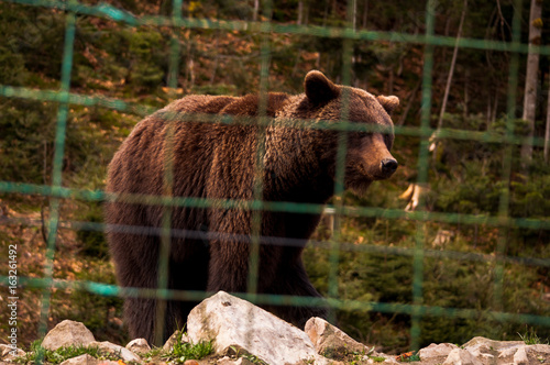 Bear behind the metal fence