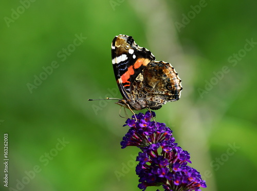 Admiral,Falter,Schmetterling