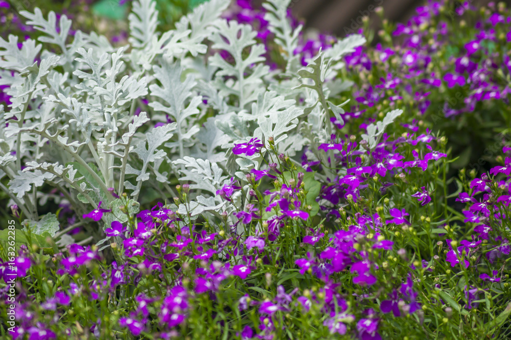 Obraz premium background of purple small flowers and white leaves