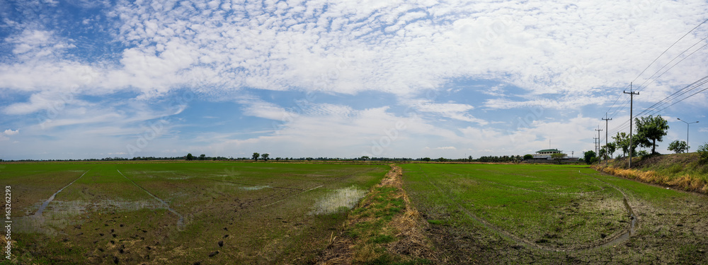 panorama of rice fields