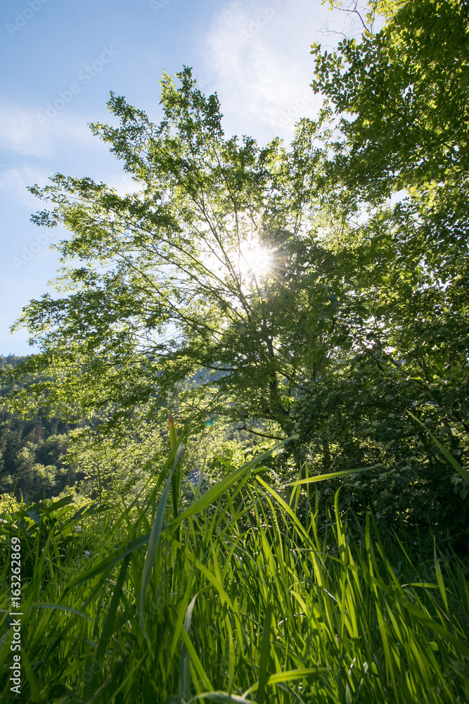 Sonne bricht durch die Blätter und Grashalme, Froschperspektive Sonne bricht durch die Blätter und Grashalme, Froschperspektive