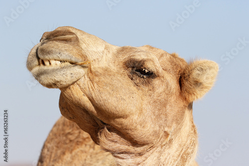 Camel with a funny facial expression © Fredy Thürig
