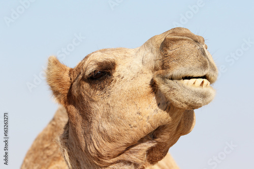 Camel with a funny facial expression