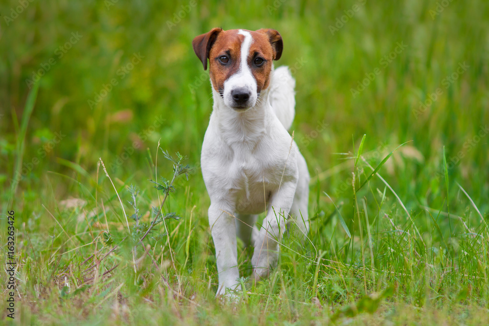 Jack russel terrier close up portrait in grass Jack russel terrier close up portrait in grass