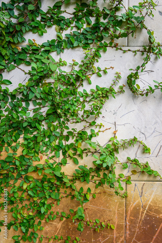 climbing plants on the wall background © bouybin