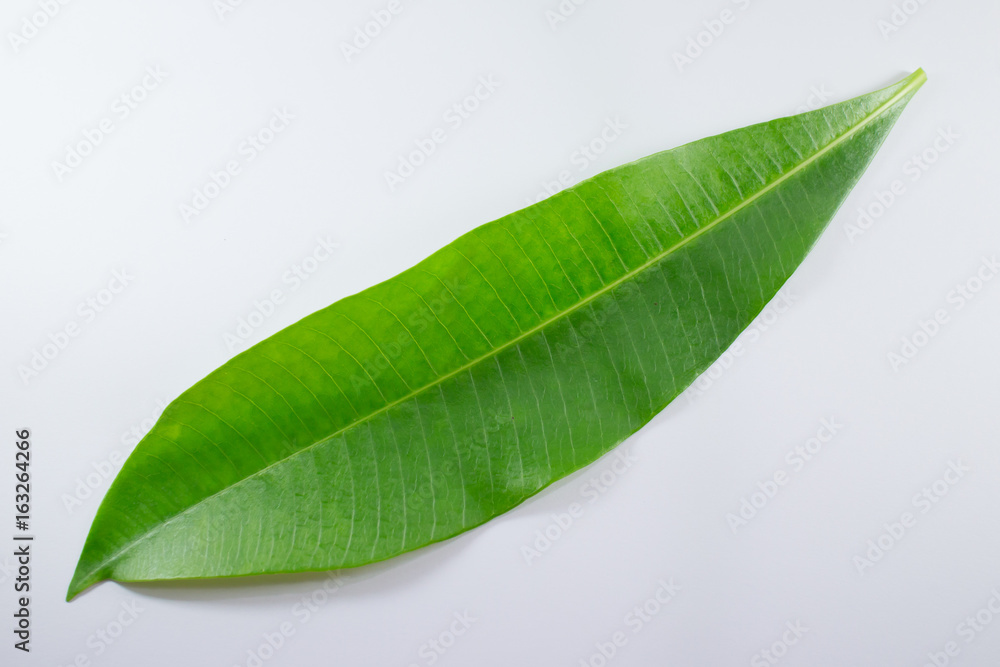 Obraz premium Green leaf of Bombax ceiba tree isolated