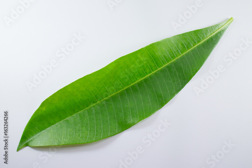 Green leaf of Bombax ceiba tree isolated