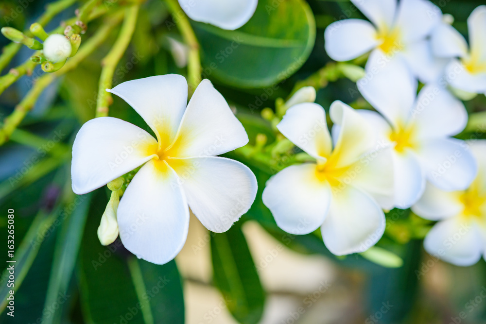 White plumeria on the plumeria tree.