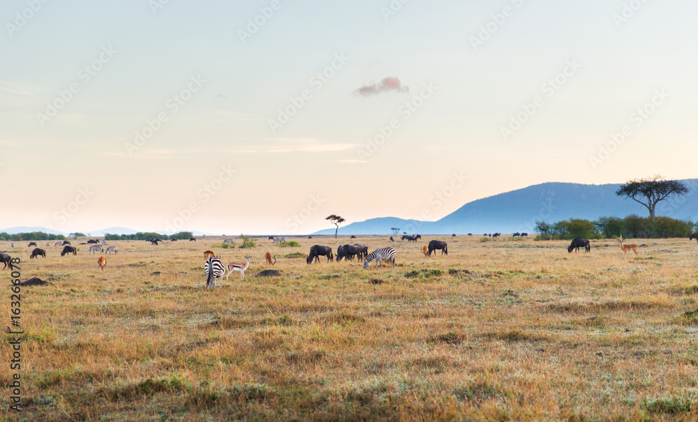 group of herbivore animals in savannah at africa