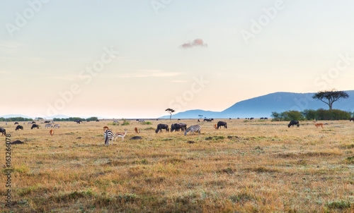 Fototapeta Naklejka Na Ścianę i Meble -  group of herbivore animals in savannah at africa