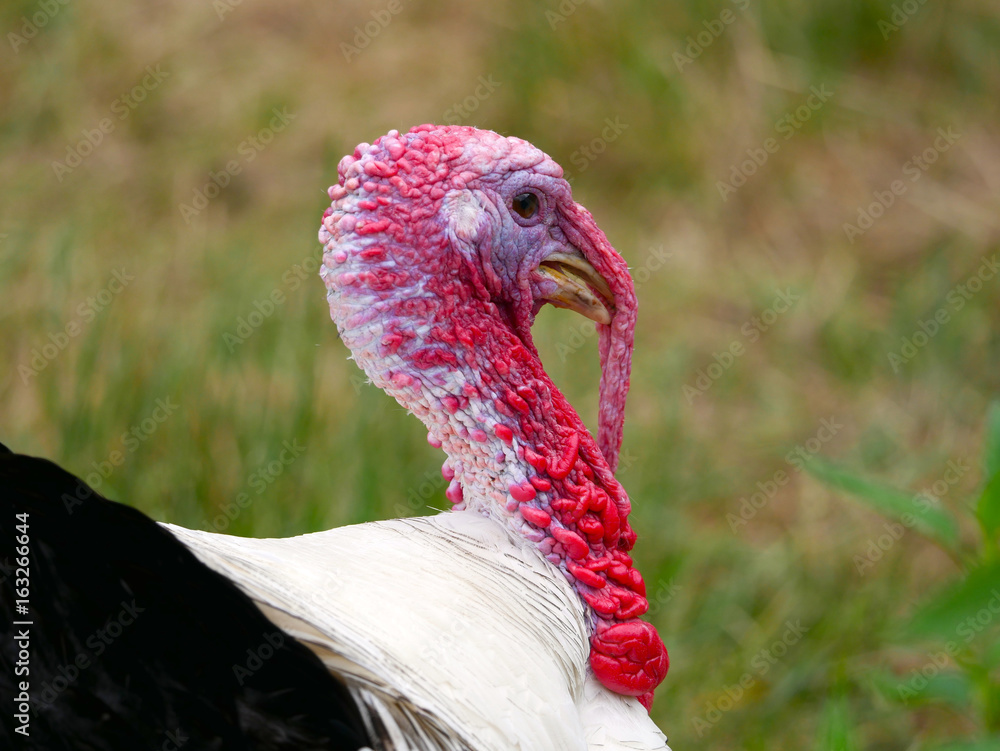 Obraz premium Dindon