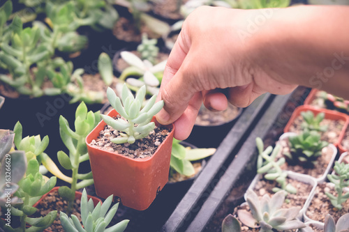 woman hand holding succulents or cactus in pots with filter effect retro vintage style