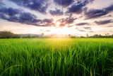 Rice field landscape on sunset