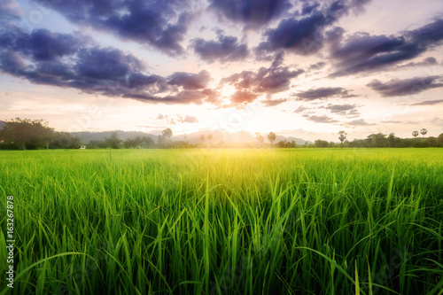 Rice field landscape on sunset © Yanawut Suntornkij