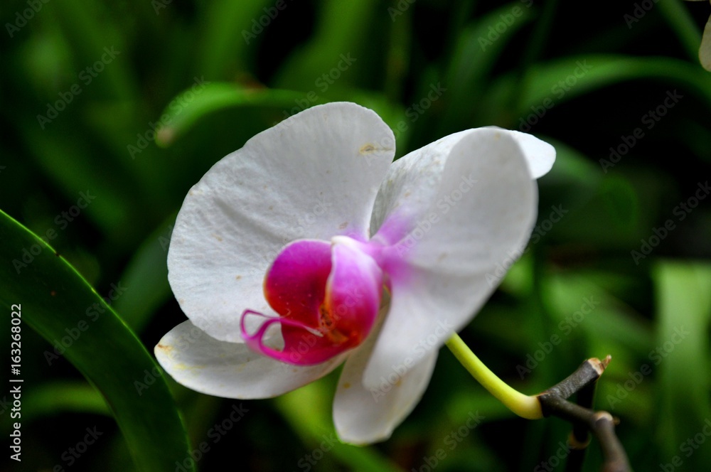 Obraz premium Orchid