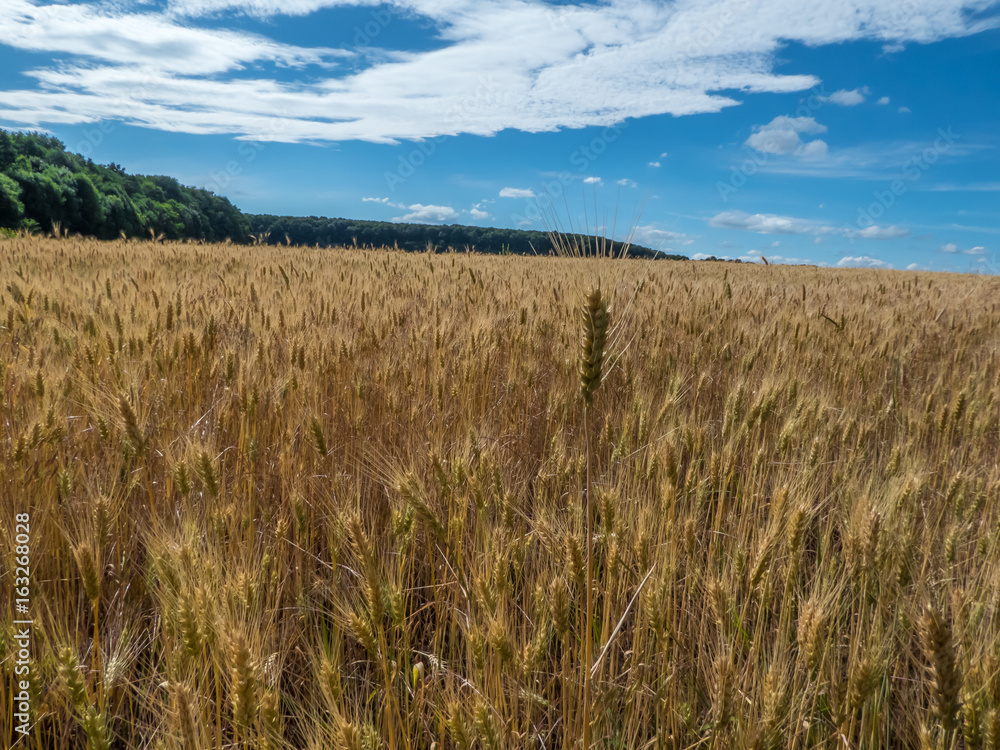 Field of yellow ripe wheat