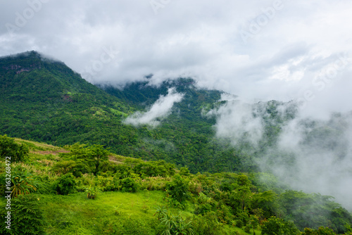 Green forest mountain with sea fog