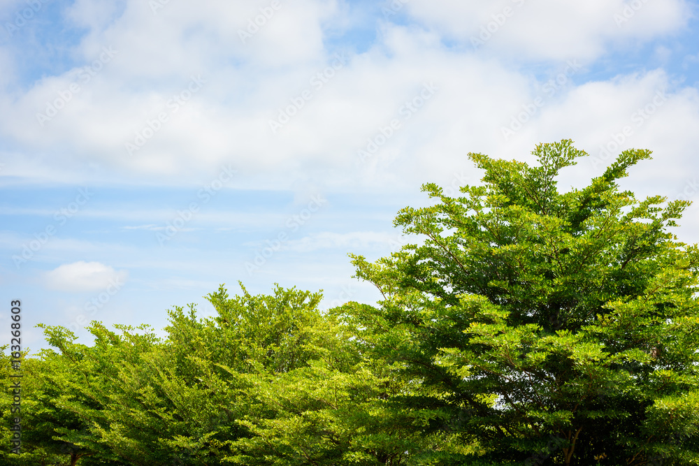 Obraz premium branch of green leaf against blue sky