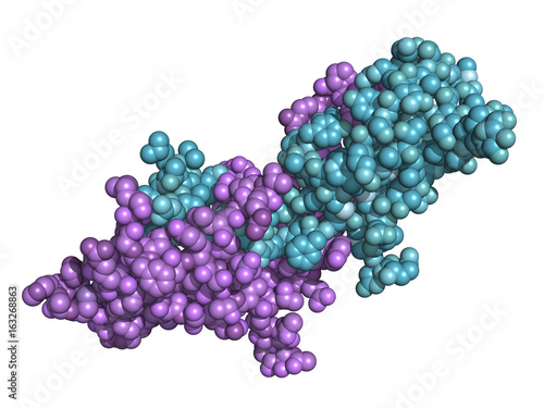 Obraz na plátně Follicle-stimulating hormone (FSH), space-filling model