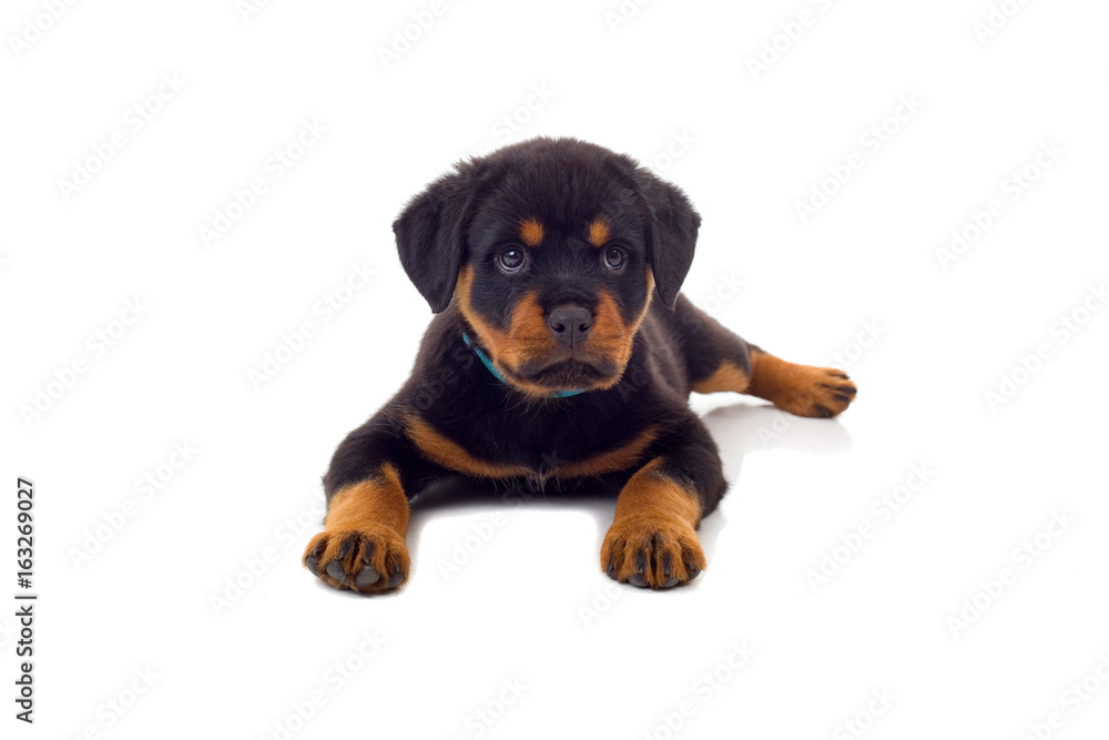 Fototapeta premium Rottweiler
