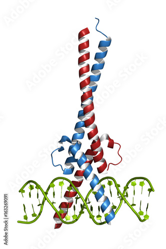 c-Myc and Max transcription factors bound to DNA. Cartoon model. photo