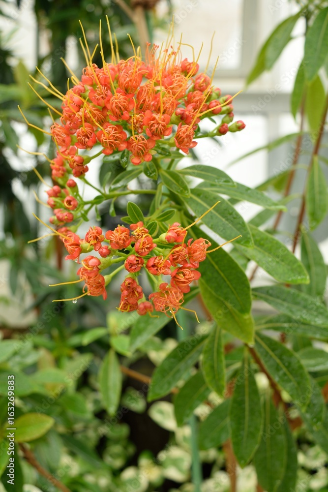 熱帯植物 キサントステモン・クリサンサス 熱帯植物 キサントステモン・クリサンサス