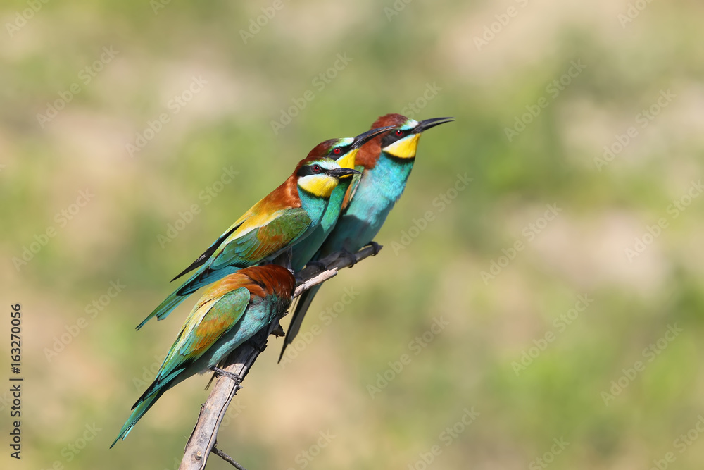 Obraz premium Bee eater
