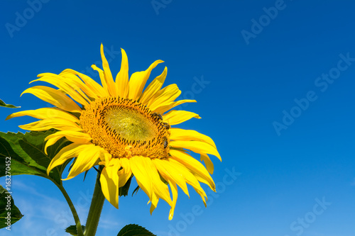 Sonnenblume blauem Himmel