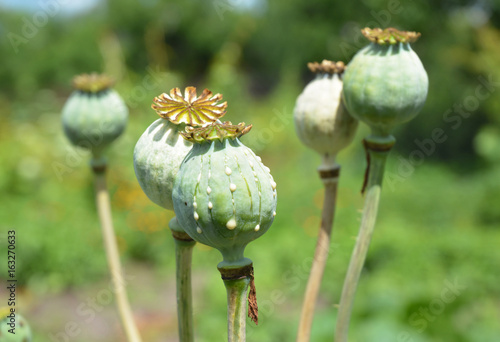 Φωτογραφία Opium poppy