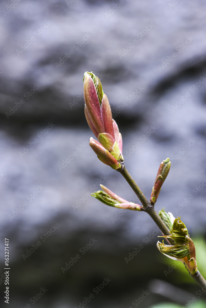 Young and fresh tree leaves blooming in spring time, Poland. Young and fresh tree leaves blooming in spring time, Poland.
