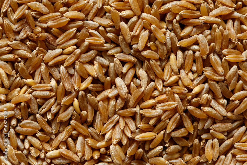 Background of kamut wheat kernels. Background of kamut wheat kernels.