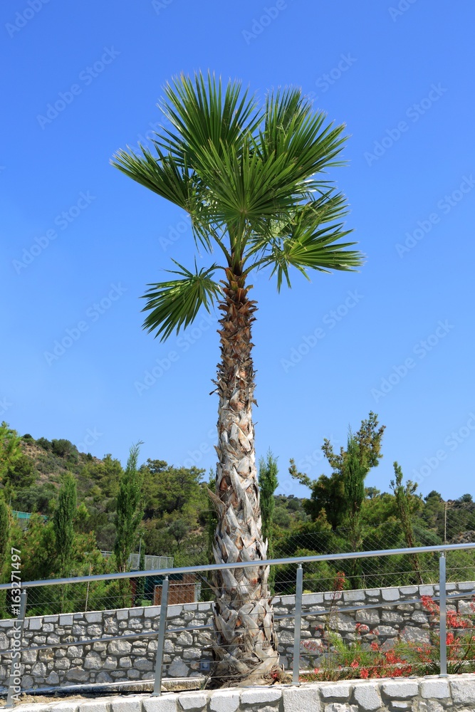 Piękna palma na tle błękitnego nieba w Grecji. - obrazy, fototapety, plakaty 